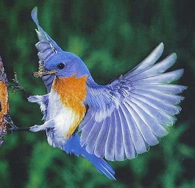 blue-bird-missouri.jpg, 34 KB